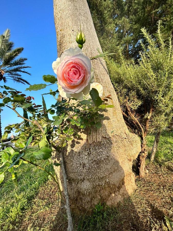 Bed and Breakfast La Finestra Sul Limone Castelvetrano Exterior foto